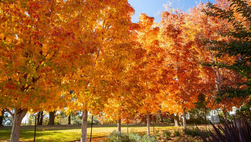 Orange Botanic Gardens, Australia